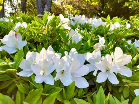 公園に咲くつつじ つつじ,花,春の写真素材