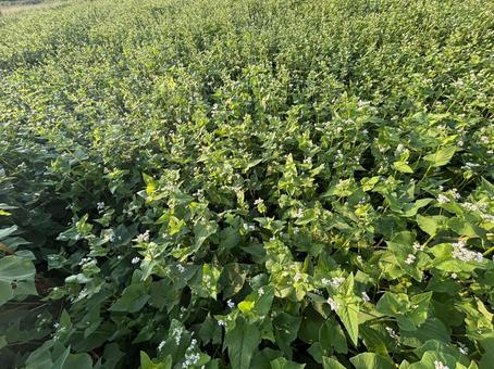蕎麦の花 蕎麦の花の写真