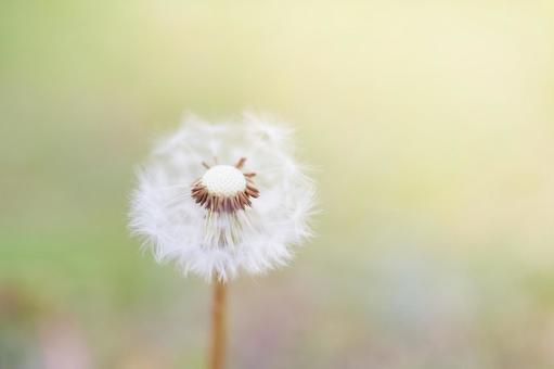 緑背景暖色系もふもふしたタンポポの綿毛 タンポポ,綿毛,素材の写真素材