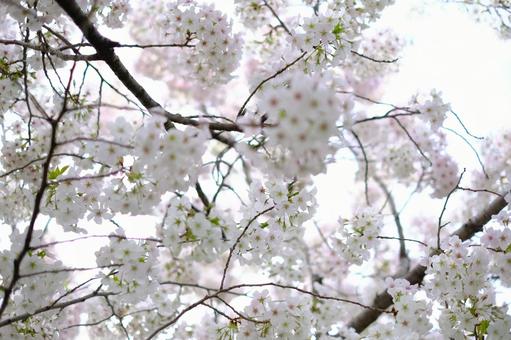 花見 桜,花びら,春の写真素材