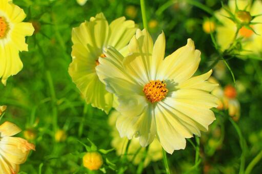 コスモス コスモス,秋桜,花の写真素材