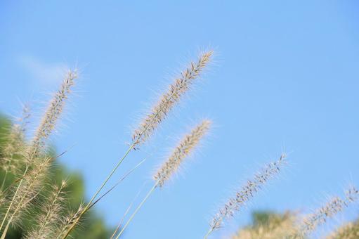 秋の公園で見つけたアキノエノコログサ エノコログサ,猫じゃらし,公園の写真素材