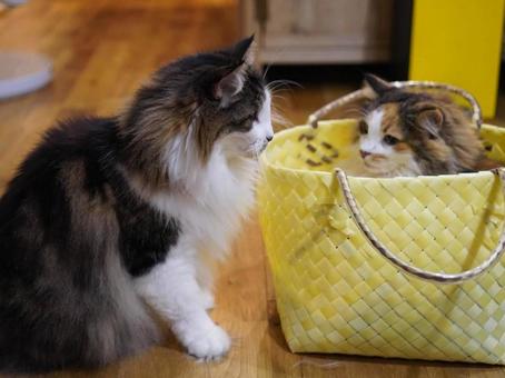 猫 猫 猫,ノルウェイジャン,もふもふの写真素材