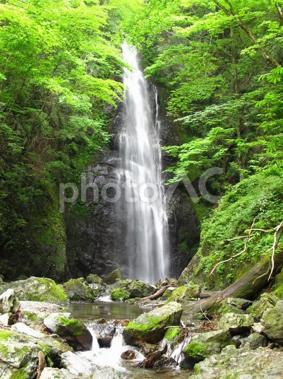 癒しのスポット百尋の滝 百尋,滝,森の写真素材