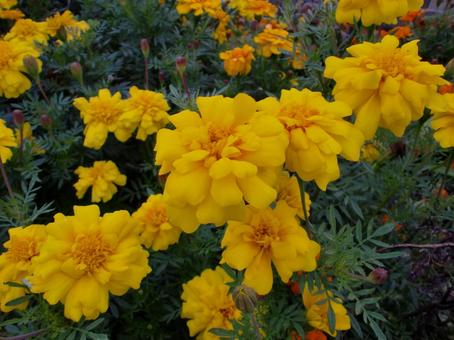 秋のマリーゴールドの花の写真