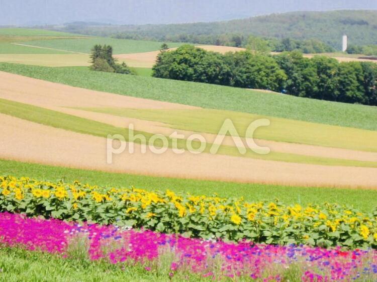 きれいな丘 丘,きれい,カラフルの写真素材