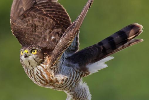 翼を広げるツミの幼鳥 ツミ,雀鷹,タカの写真素材