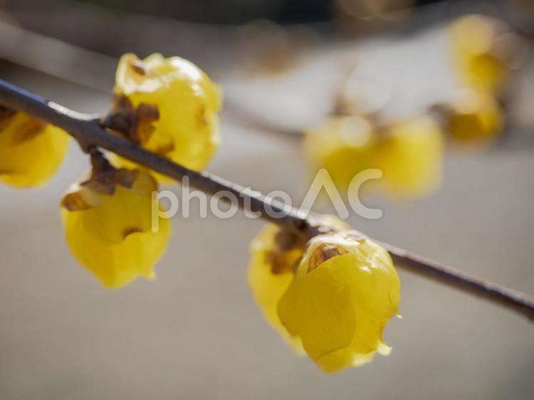 咲き始めた蝋梅の花が美しい 蝋梅,花,咲き始めの写真素材
