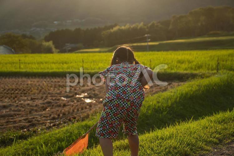 秋の夕暮れと子供 子供,秋,稲の写真素材