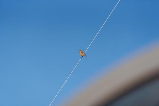 電線に止まって羽を休めるジョウビタキ 電線に止まって羽を休めるジョウビタキ ジョウビタキ,ヒタキ科,メスの写真素材