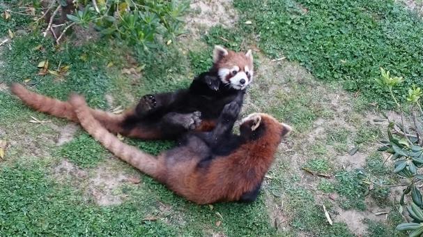 レッサーパンダ レッサーパンダの写真