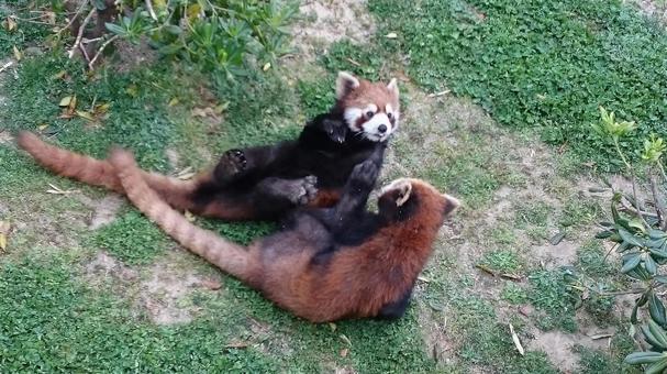 Photo, outdoors, mammal, lesser panda, 