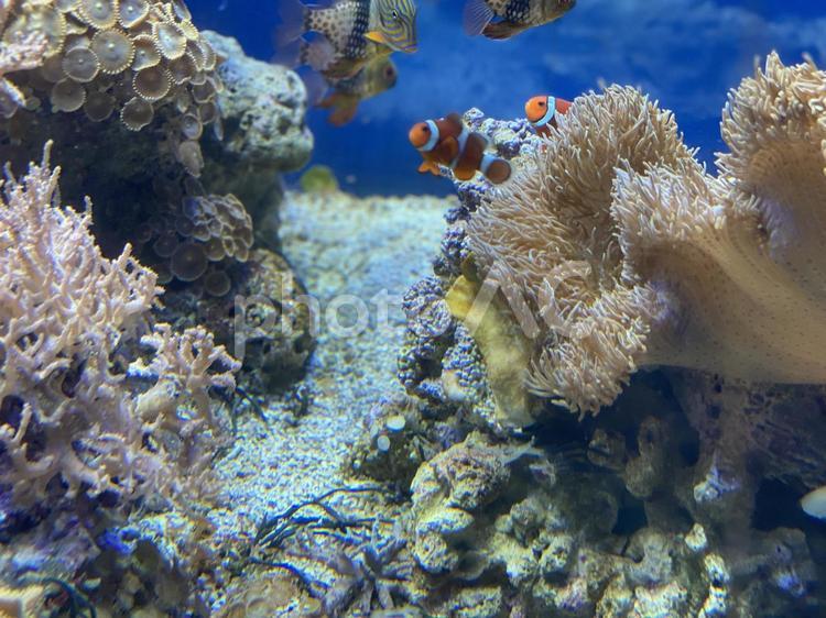 珊瑚礁のクマノミ カクレクマノミ,名古屋港水族館,珊瑚礁の写真素材