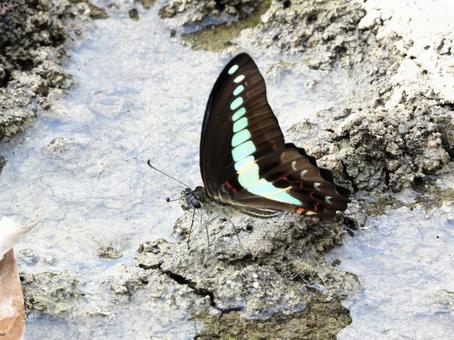 水辺にとまるチョウ 水辺にとまるチョウの写真