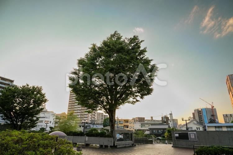 公園の木と夕焼け空 夕焼け,夕日,夕焼空の写真素材
