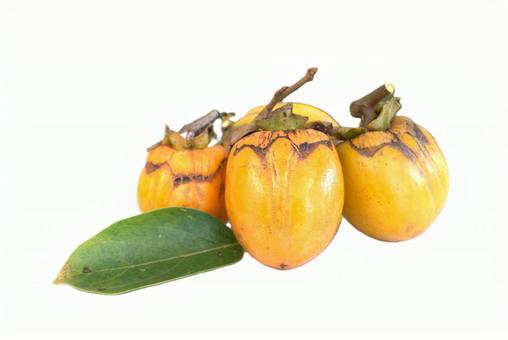 収穫した柿 柿,秋,渋柿の写真素材