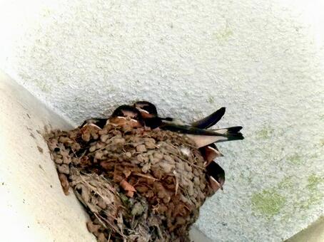 子ツバメ達 05 燕,鳥,生き物の写真素材
