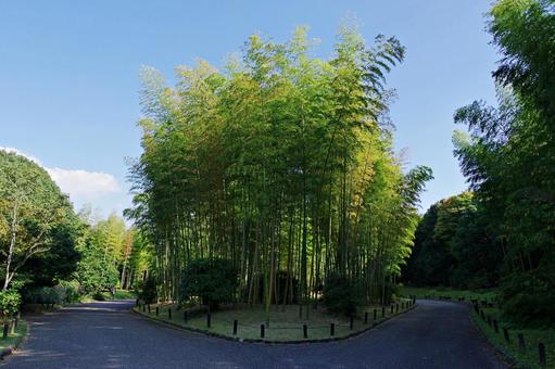 秋の竹林 竹,孟宗竹,竹林の写真素材