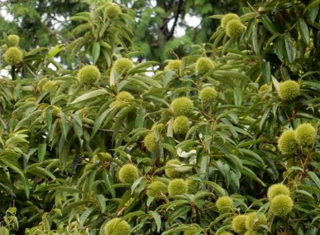 【植物写真】イガグリ(毬栗) 【植物写真】イガグリ(毬栗)の写真