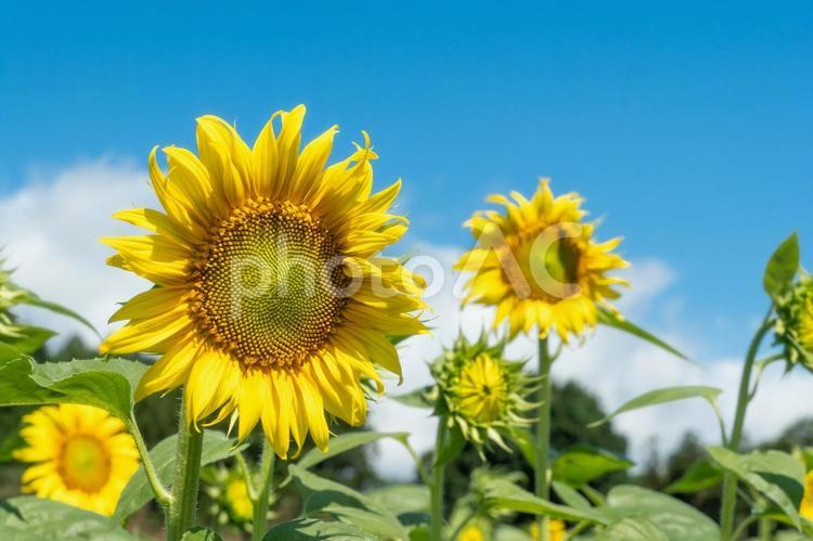 夏イメージ　満開のひまわり畑 夏,イメージ,満開の写真素材