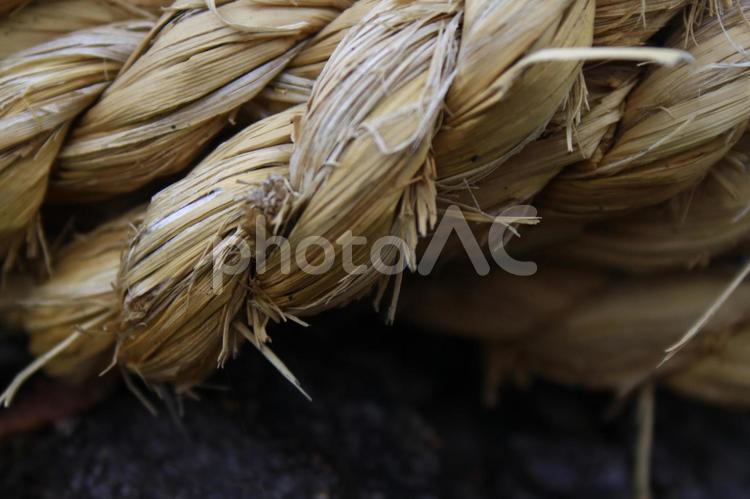 樹齢樹のしめ縄 自然,樹齢樹,しめ縄の写真素材