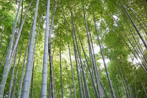 竹林 竹,風景,竹藪の写真素材