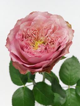 ピンク色のバラの花 ピンク色のバラの花 花,バラ,植物の写真素材