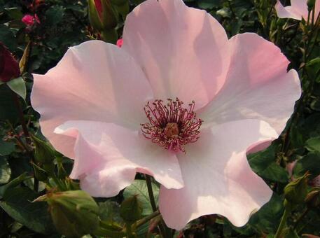 バラ バラの写真