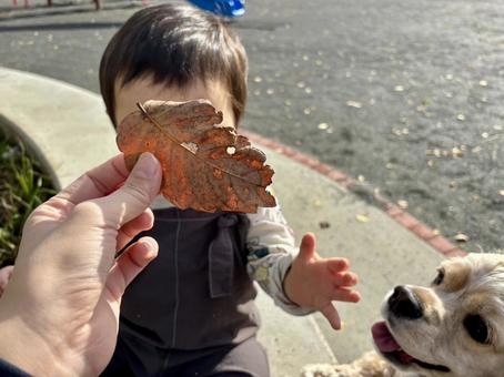 家族と秋のお出かけイメージ 秋,お出かけ,枯葉の写真素材