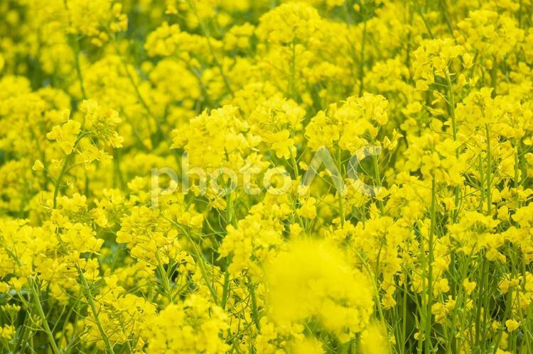 満開の菜の花畑の背景素材 春,菜の花,アブラナの写真素材