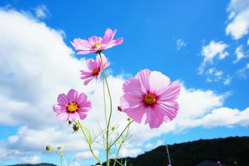 コスモス コスモス コスモス,こすもす,こすもす畑の写真素材