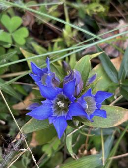 リンドウの花。の写真