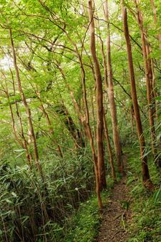 四国カルスト 天狗高原(ヒメシャラ林) 四国カルスト 天狗高原(ヒメシャラ林) 四国カルスト,天狗高原,ヒメシャラの写真素材