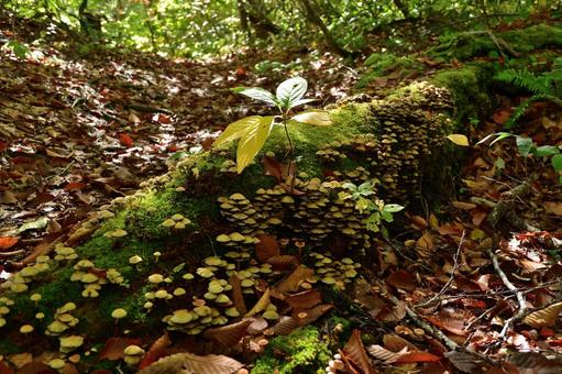 キノコの群れ キノコ,木,森の写真素材