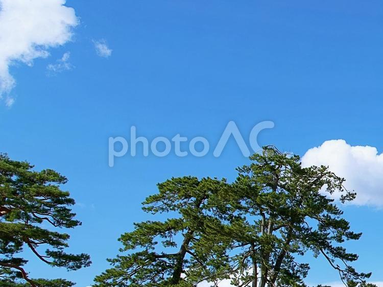 松の木と青空 松,松の木,木の写真素材