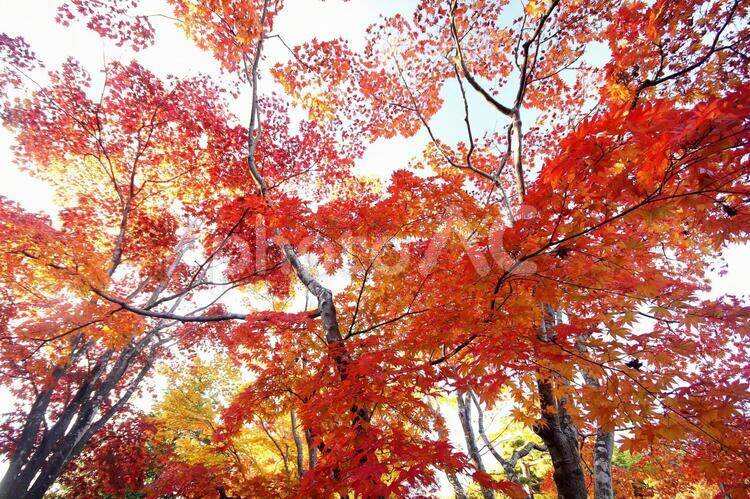 紅葉-18 モミジ,紅葉の写真素材