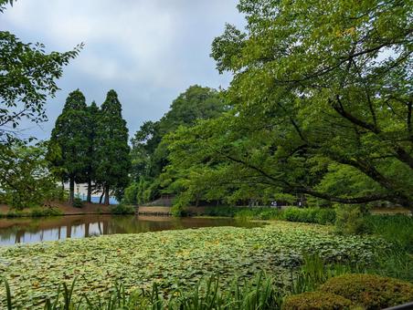 Pond and water lilies, JPG