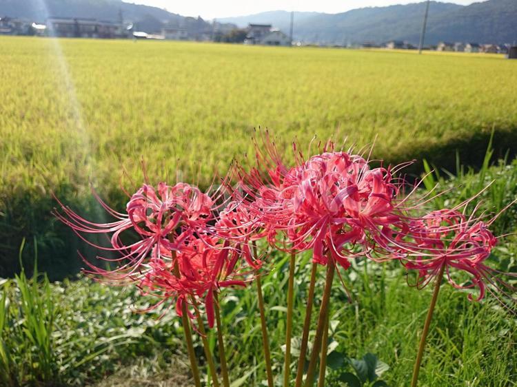 彼岸花　ヒガンバナ　秋の花（2） ヒガンバナ,稲,たんぼの写真素材