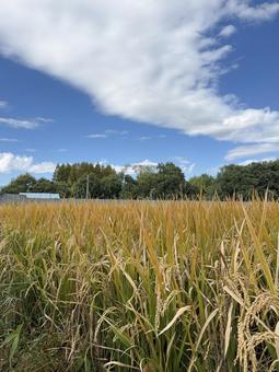 収穫前の稲穂 稲,稲穂,米の写真素材