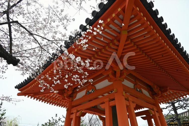 京都　三十三間堂　桜　2022年 京都,三十三間堂,桜の写真素材