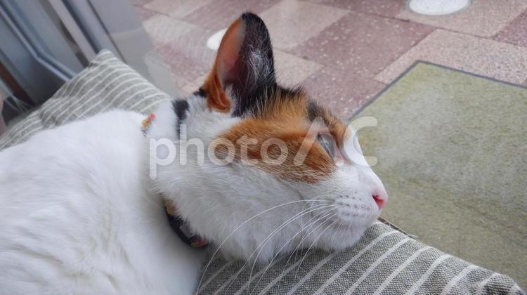 見張りだから起きてるニャ 三毛猫,猫,飼猫の写真素材