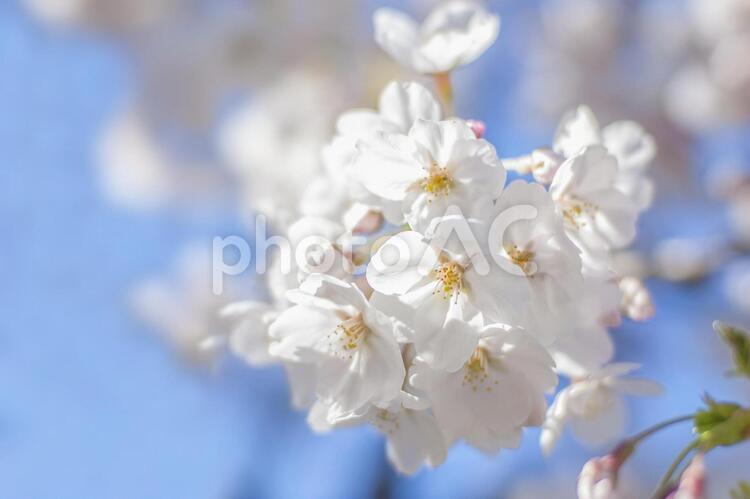 桜の花と青空 #25　アップ 桜,さくら,サクラの写真素材