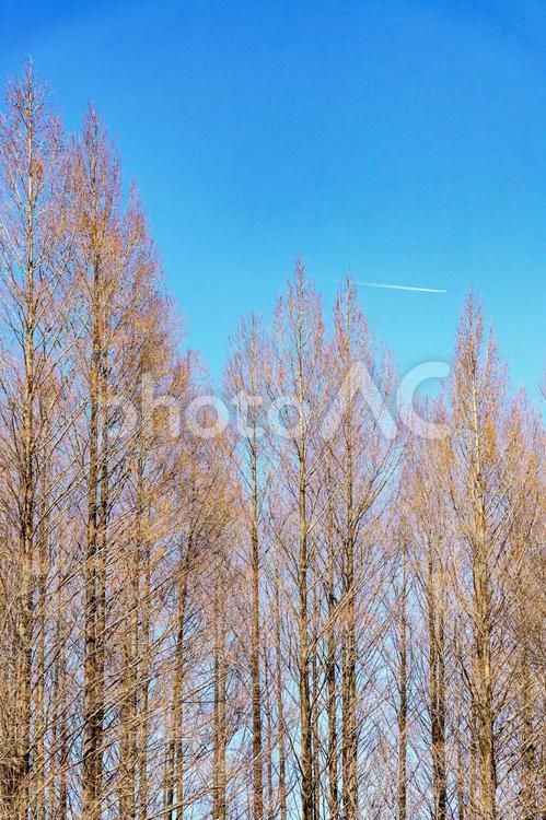 冬枯れのセコイアと青空 メタセコイア,木,晴れの写真素材