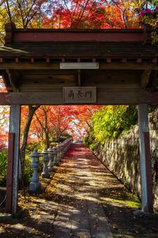 称名寺の紅葉⑼ 秋,紅葉,称名寺の写真素材