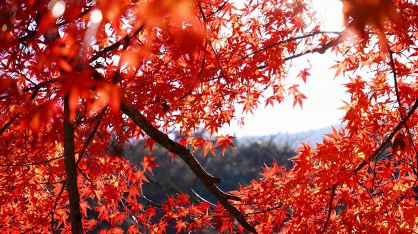 紅葉 もみじ,秋,モミジの写真素材