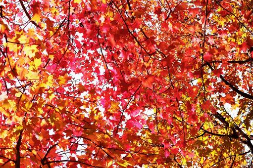 美しい紅葉の風景 美しい紅葉の風景 紅葉,秋,風景の写真素材