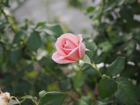バラ園に咲く淡い色の薔薇を撮りました バラ園に咲く淡い色の薔薇を撮りましたの写真