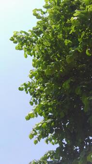 青空バックの葉っぱの写真