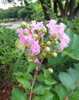 初夏の花サルスベリ003 自然,風景,匂いの写真素材