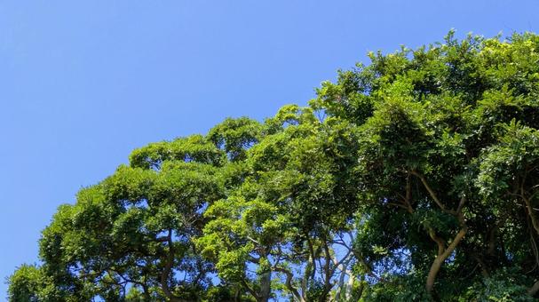 緑と青空-08 木,素材,壁紙の写真素材